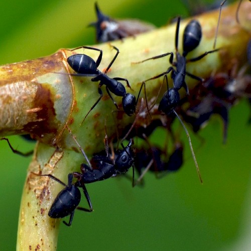 🐜