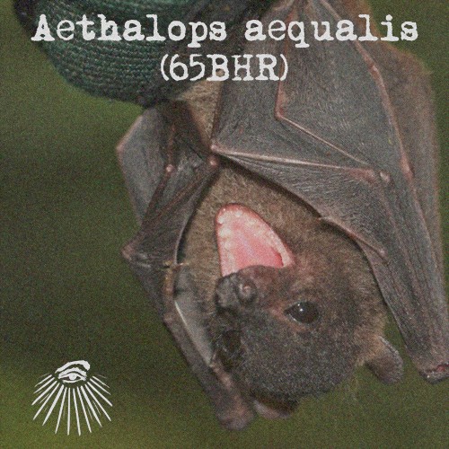 Aethalops aequalis