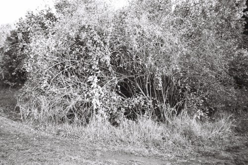 L’Oiseau flou