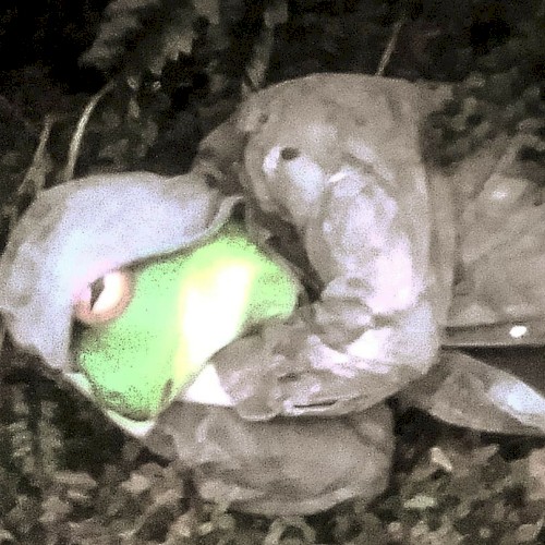 Frogsleep