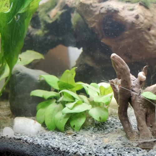 aquarium