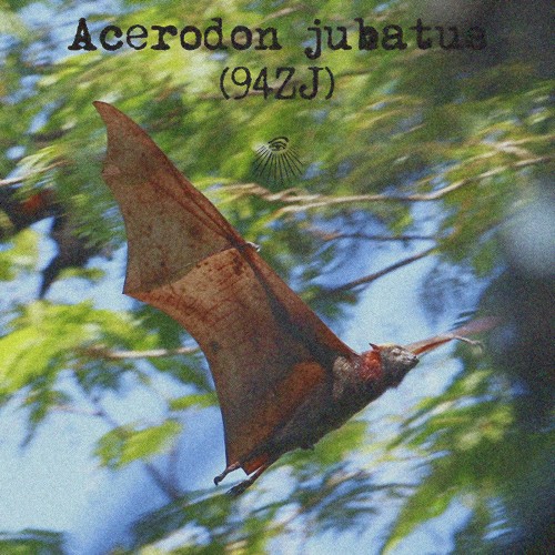 Acerodon jubatus