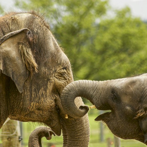 🐘