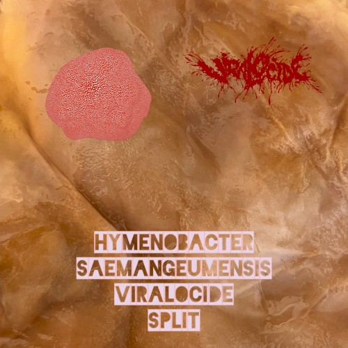 Hymenobacter Saemangeumensis / Viralocide Split