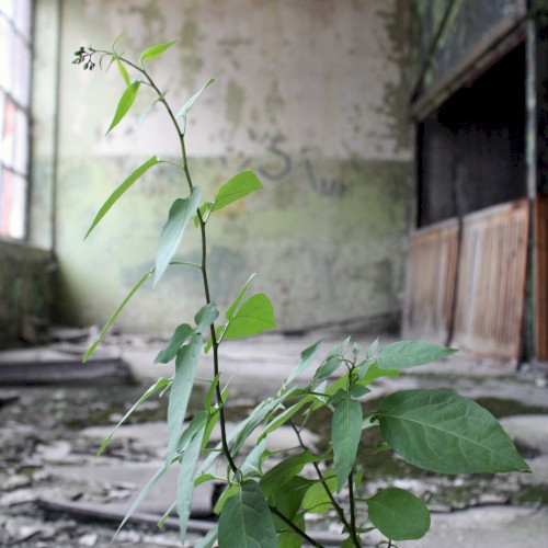 All the Dreams We Forget Are Tiny Flowers Burnt by the Endless Golden Flow of Time