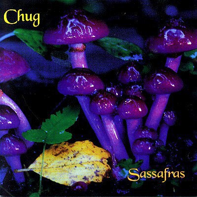Sassafras