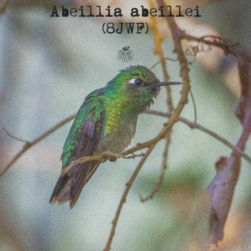 Abeillia abeillei