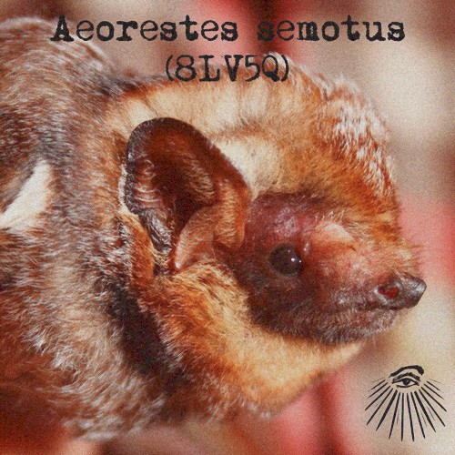 Aeorestes semotus