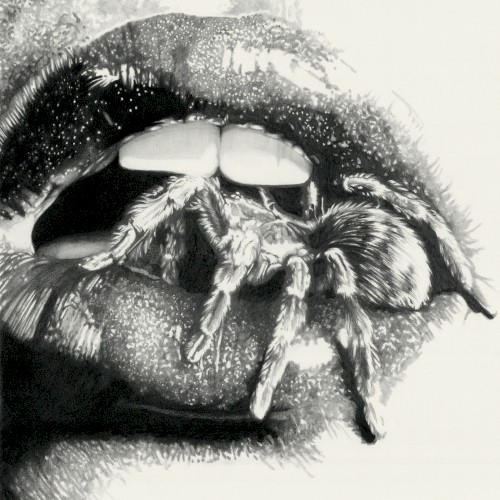 Let The Spiders In