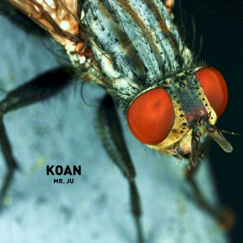 Koan