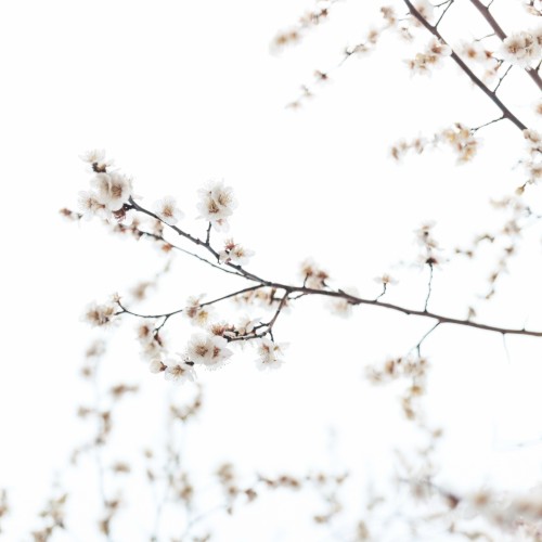 From the Withered Tree, A Flower Blooms
