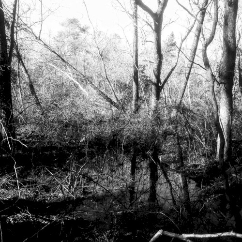 Hail the Ancient Forest
