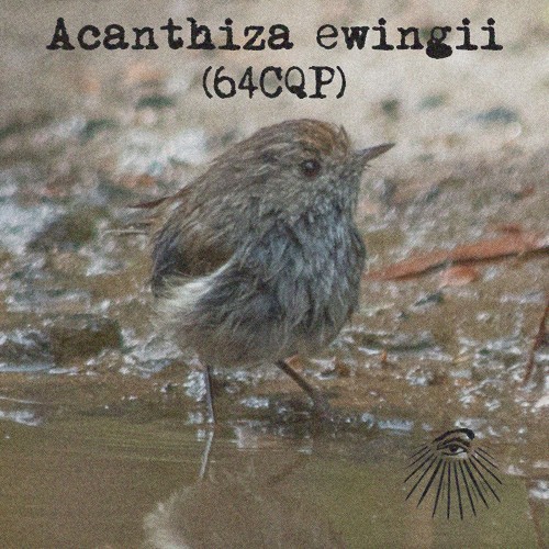 Acanthiza ewingii