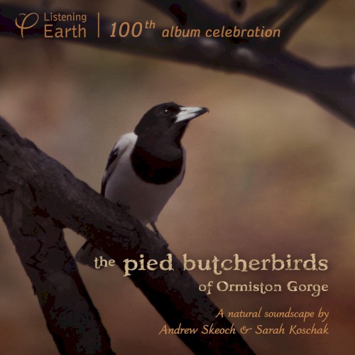 The Pied Butcherbirds of Ormiston Gorge