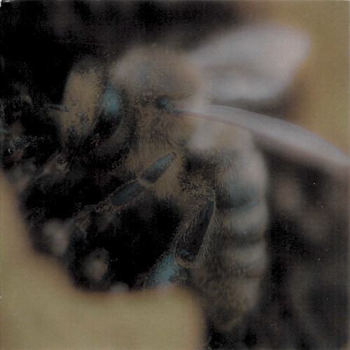 dead bees ((the((quiet)earth))suite)