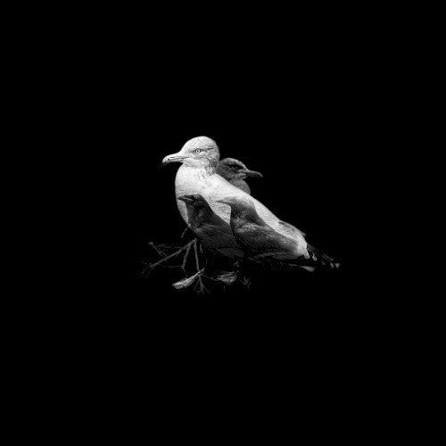 Ghost Bird