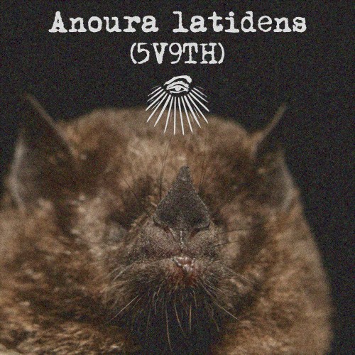 Anoura latidens