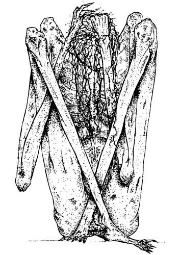 Vestiges