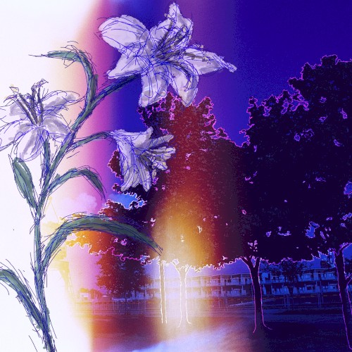 latespringlilies