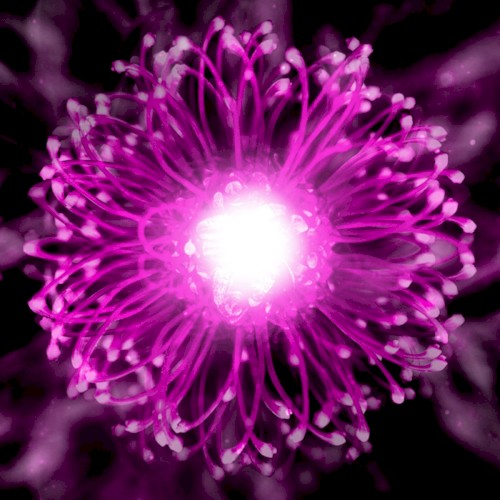 Grevillea's Gem