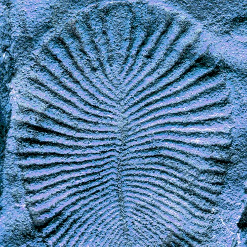 Dickinsonia