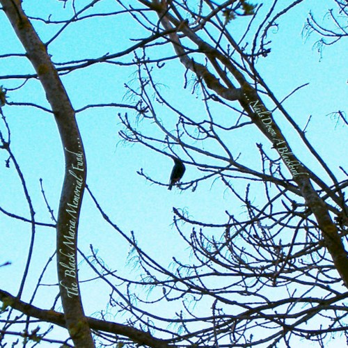 …Nails Down a Blackbird