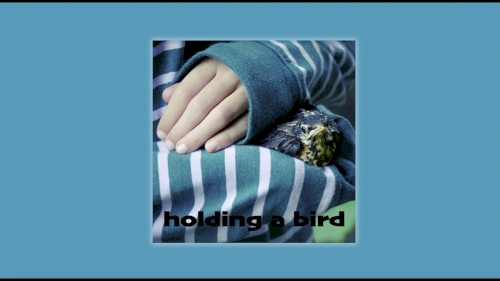 holding a bird
