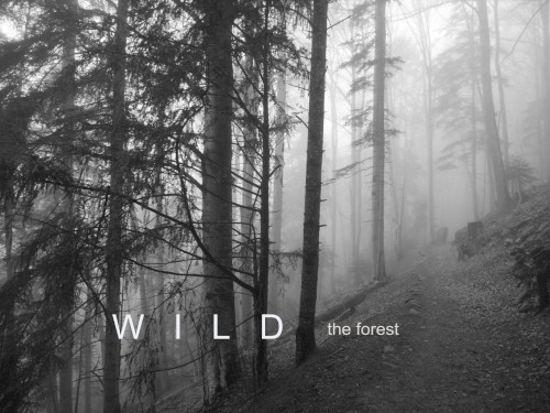 The Forest