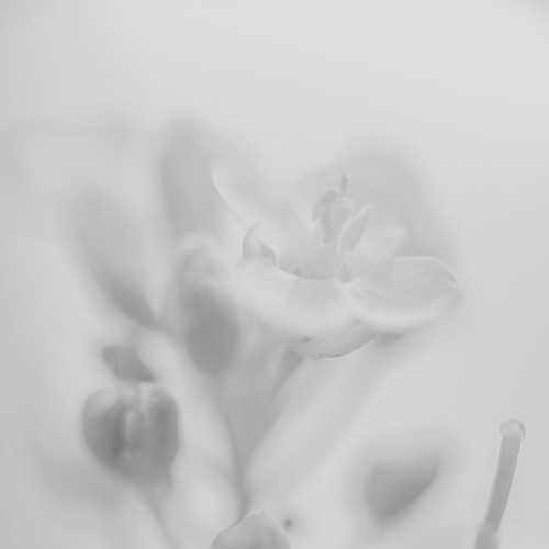 Microcosm