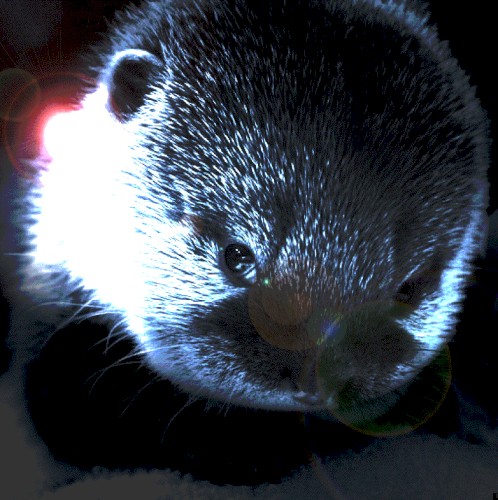 Sergeant Snuggle Otter
