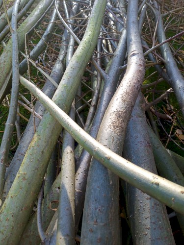 D1G Sticks and Stones
