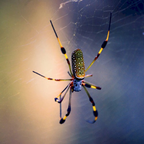 Bug Sounds