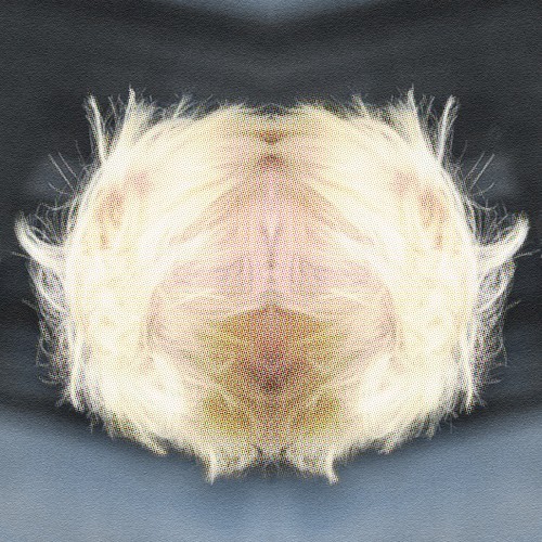 Contempt
