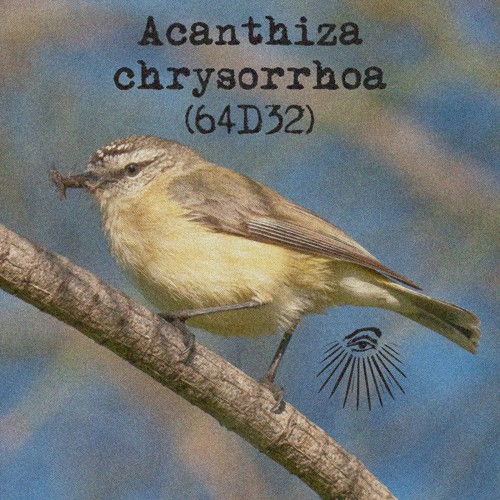 Acanthiza chrysorrhoa