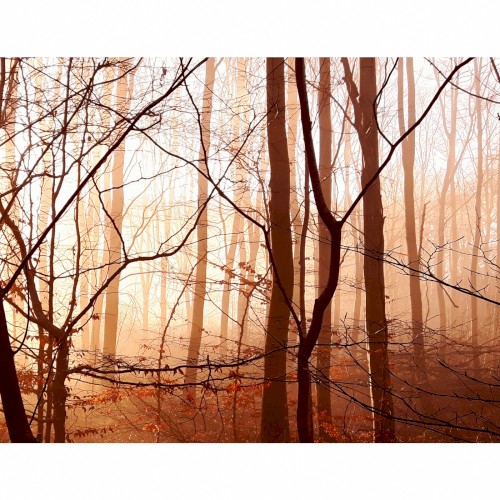 Sacred Groves