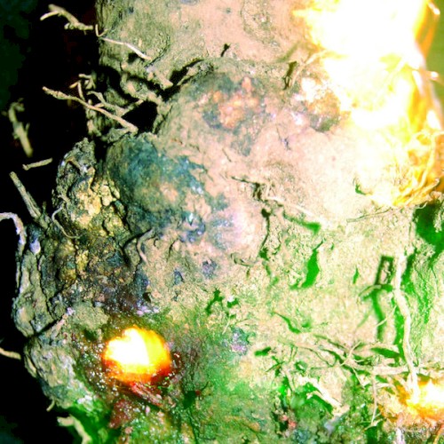 An Eerie Fire Eats the Brain