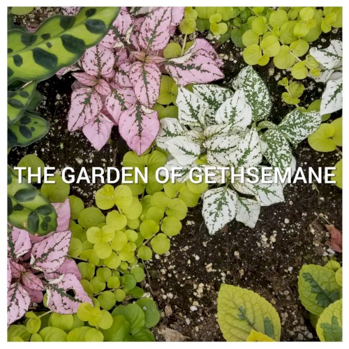 The Graden of Gethsemane