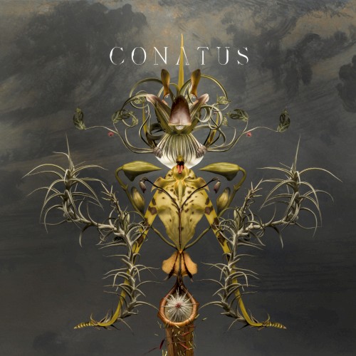 Conatus