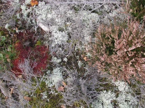 Mycorrhizae Realm