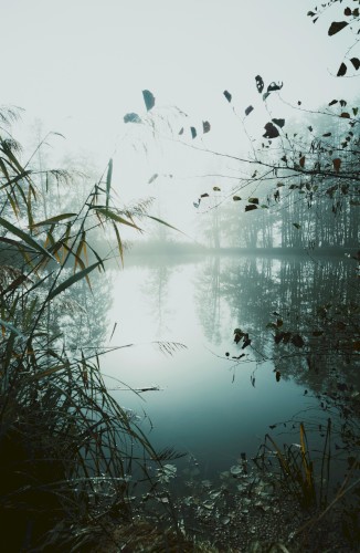 Morning Mist