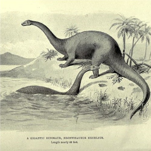 Brontosaurus