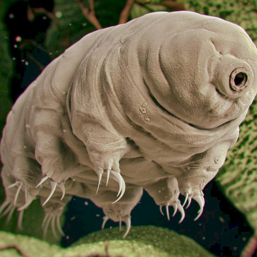 Organism