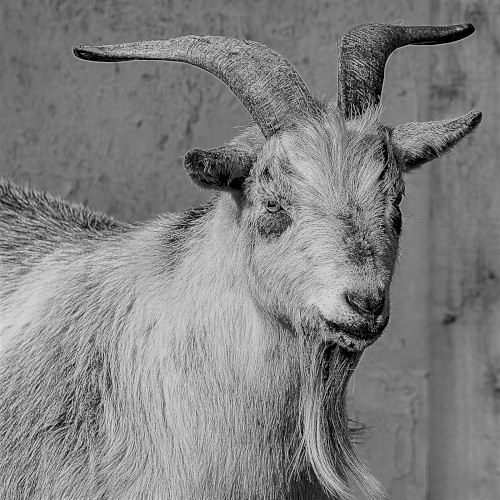 Goat Drowning in Viscous Liquid
