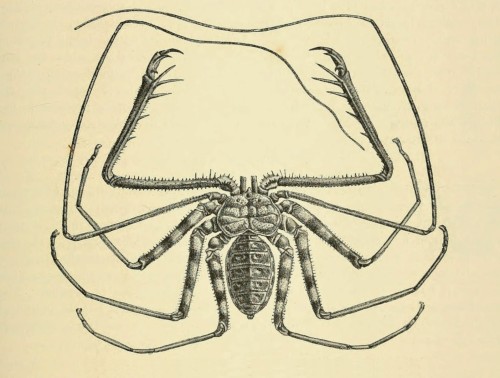 Amblypygi