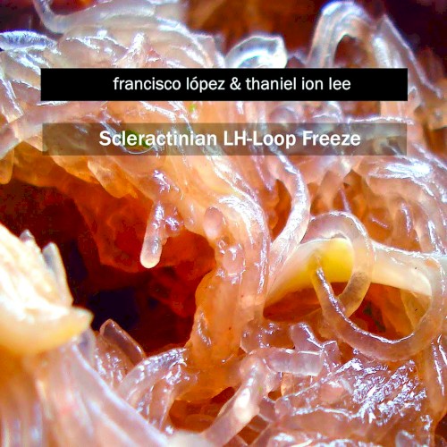Scleractinian LH-Loop Freeze