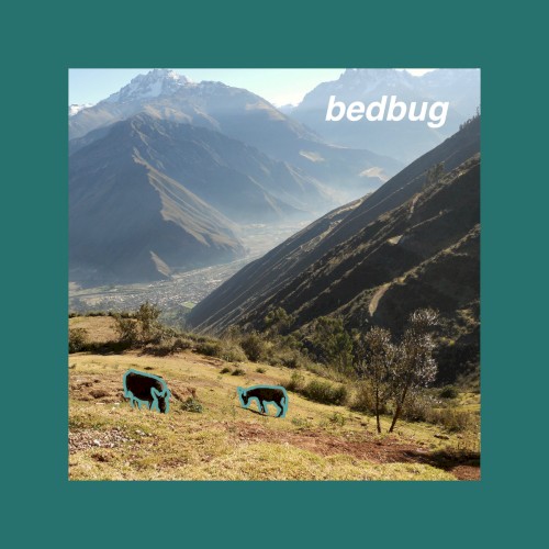 bedbug