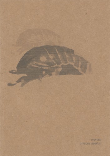 Oniscus Asellus