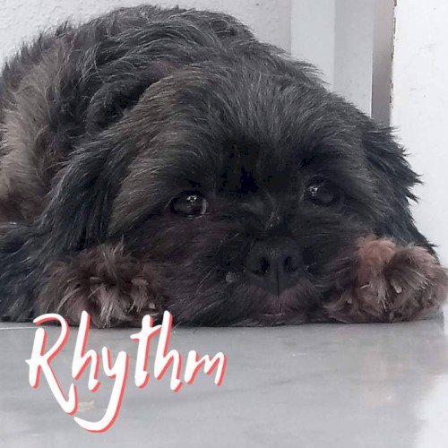 Rhythm
