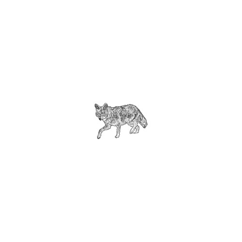 The Wild Coyote Sessions Part 1
