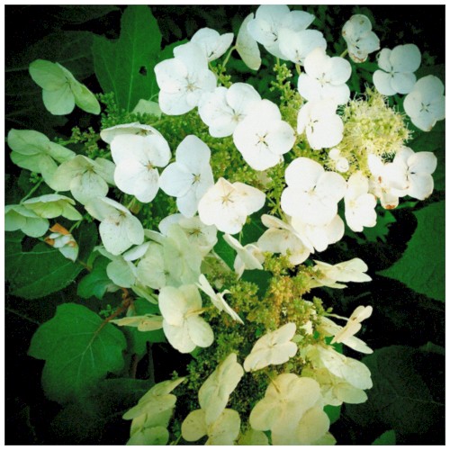 Remedial Botany